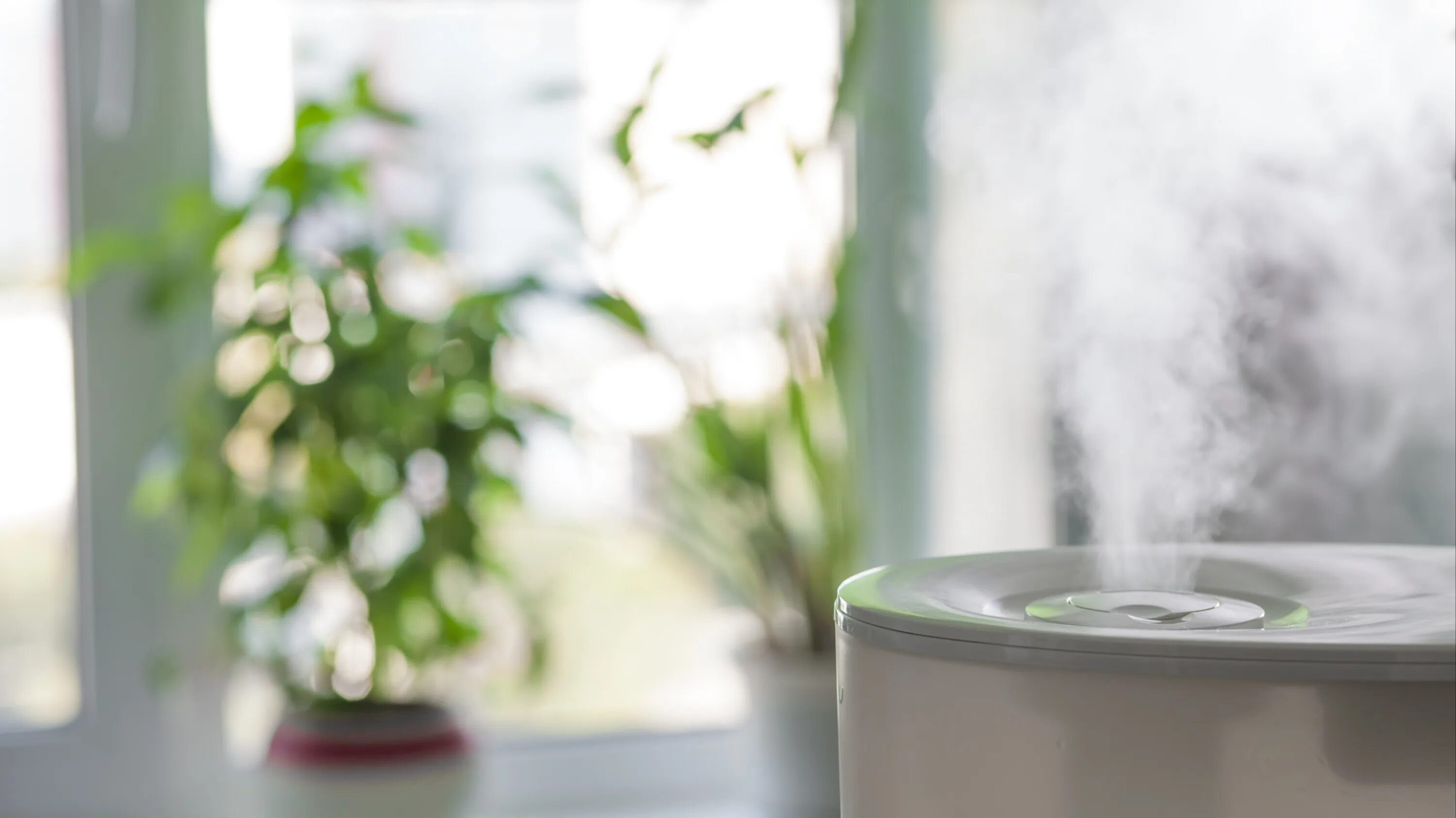 Увлажнитель воздуха genau. Увлажнитель воздуха Humidifier. Увлажнитель воздуха для растений. Увлажнение воздуха в квартире. Воздух очищается согревается
