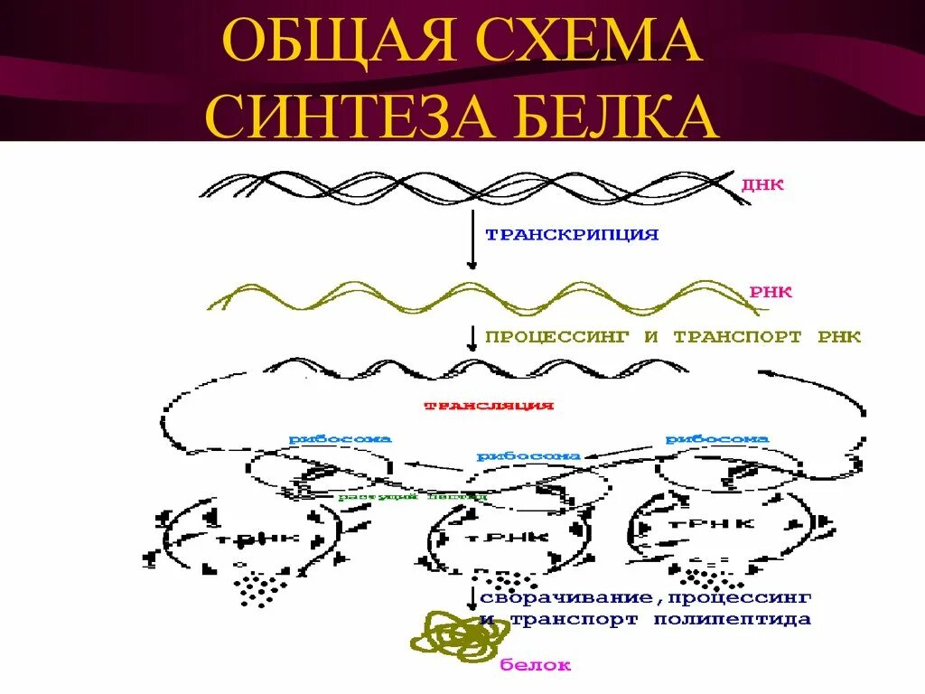 Общая схема биосинтеза белка. Биосинтез белка транскрипция процессинг. Синтеза белка ДНК схема. Схема биосинтеза белка ДНК.