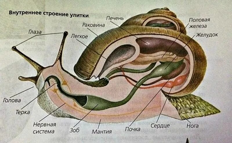 Строение брюхоногого моллюска улитки. Внутреннее строение брюхоногого моллюска. Внутреннее строение брюхоногих моллюсков. Класс брюхоногие моллюски строение. 3 отдела улитки