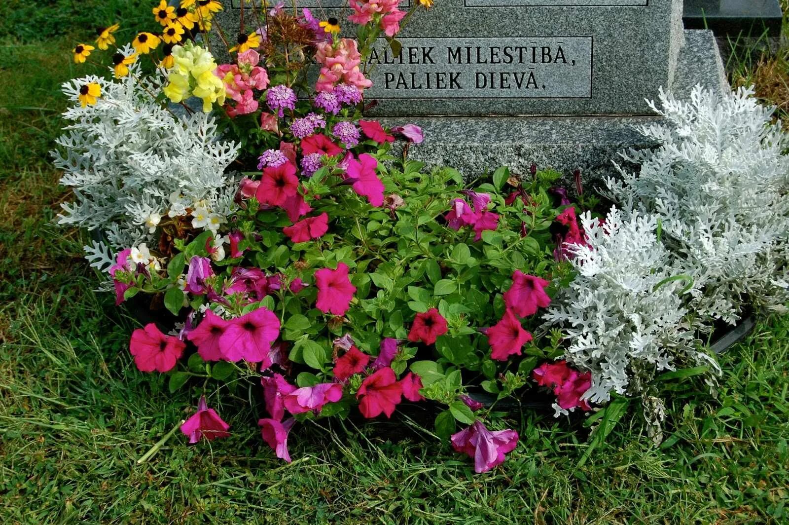 Многолетние цветы на могилу не требующие ухода. Маргаритки многолетние для кладбища. Вереск на кладбище. Многолетники на могилку. Низкорослые цветы многолетники для кладбища.