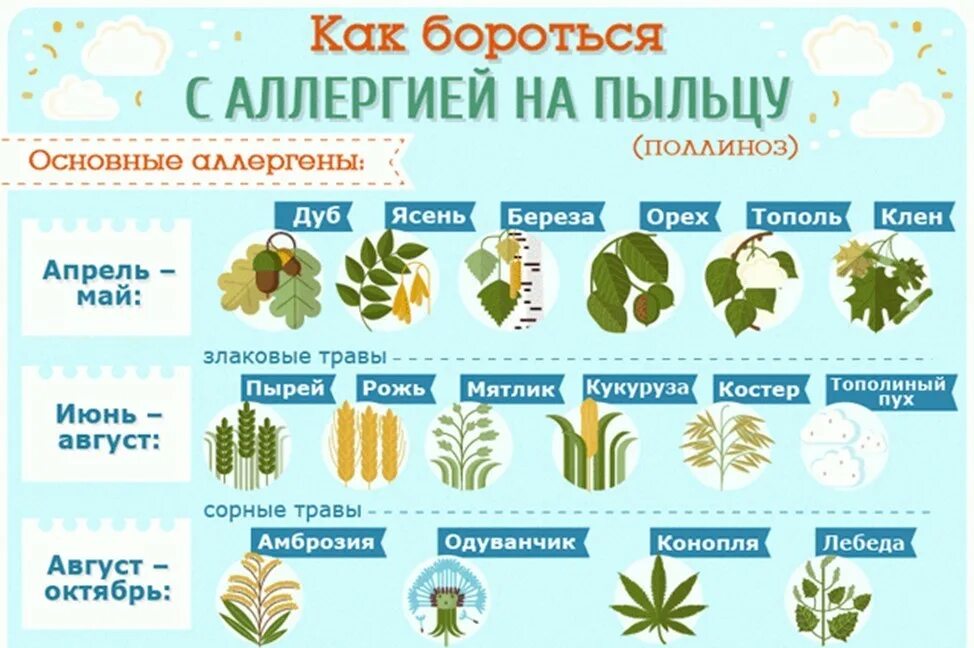 Может ли быть аллергия в виде. Аллергия поллиноз. цветы аллергены комнатные. плинос. деревья вызывающие аллергию.