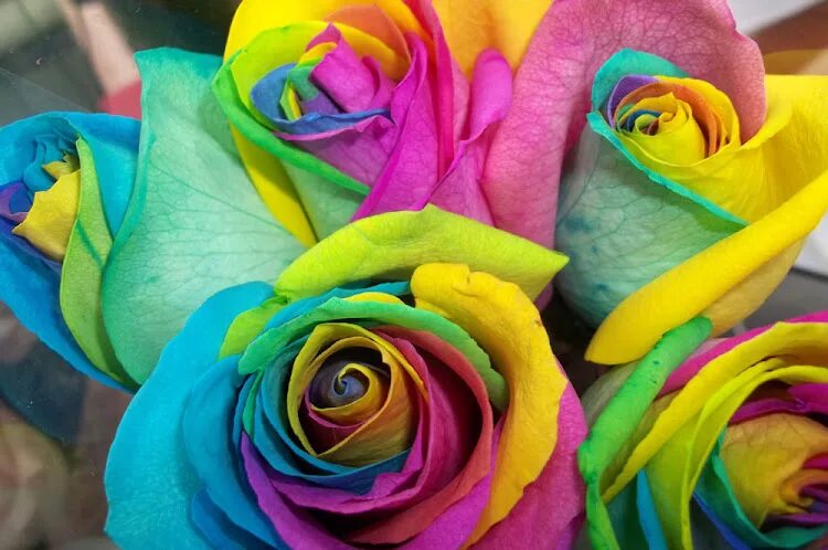 Радужные розы. Разноцветные розы. Где можно найти радужную розу. Где можно найти радужную розу. Где можно найти радужную розу.