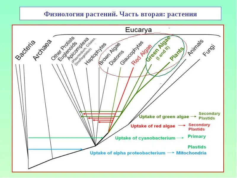 Процессы физиологии растений. Физиология растений. физиологические растения. физиология растений презентация. физиология растений учебник.