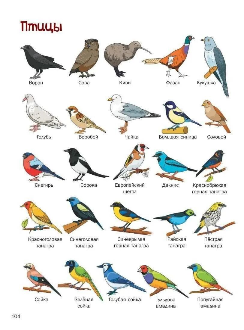Название птиц много. Название птиц. Птички и их названия. Птици наз. Птицы нозивани.