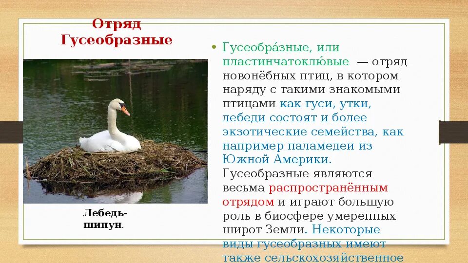 Гусеобразные значение в природе и жизни человека. Отряд гусеобразные строение. представители отряда гусеобразных. отряды птиц отряд гусеобразные. характеристика отряда гусеобразных.