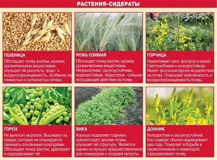 Посев горчицы осенью в теплице