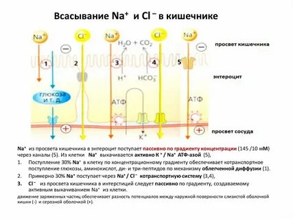 Сколько всасывается свеча