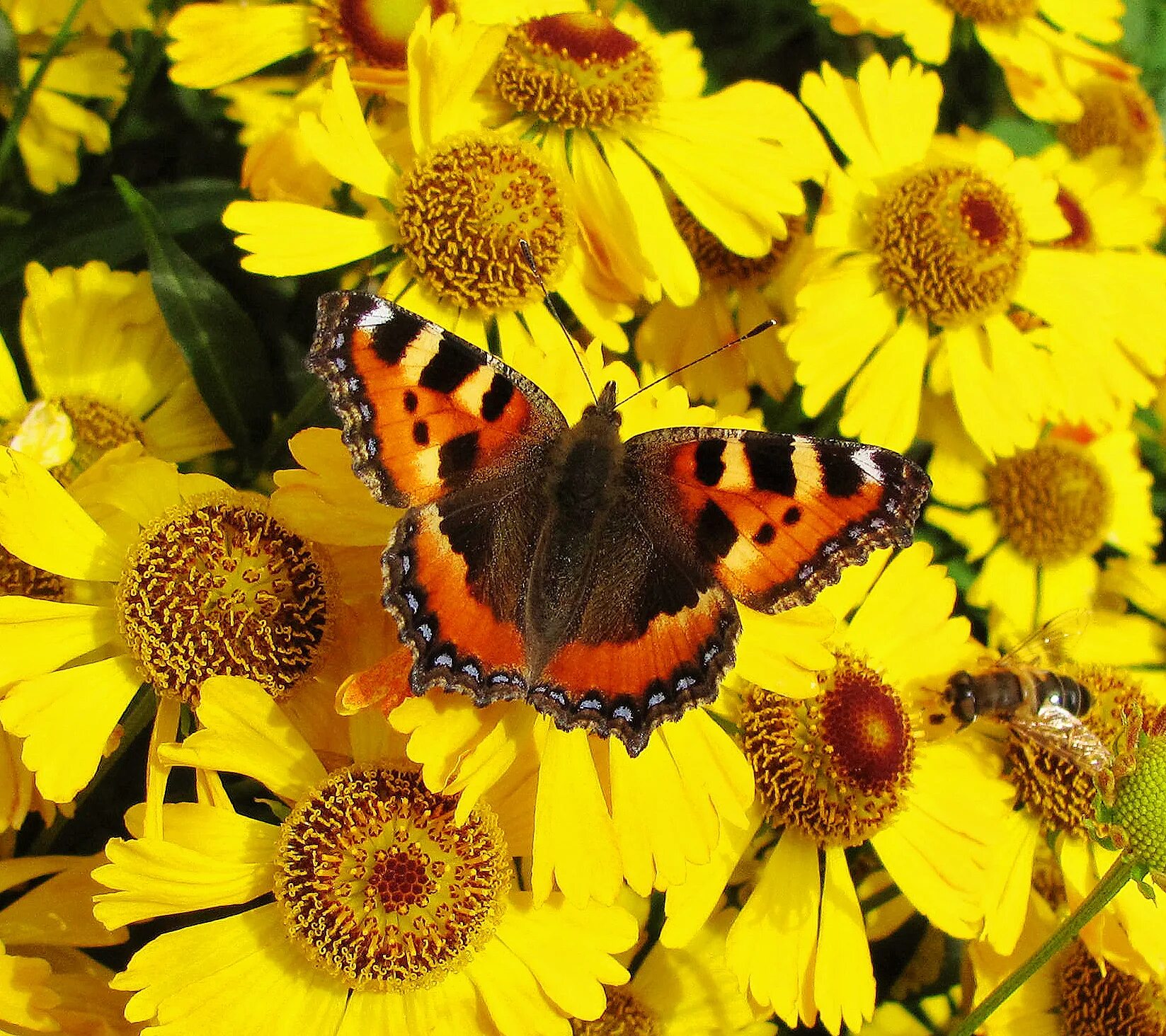 Крапивница желтые. Бабочка крапивница обыкновенная. Крапивница. Крапивница обыкновенная к какому царству. Уртикарная крапивница.