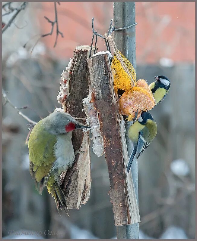как прикрепить сало для синичек. сало для синичек зимой. кормушка для птиц для синичек салом. сало для птиц. как прикрепить сало для синичек.
