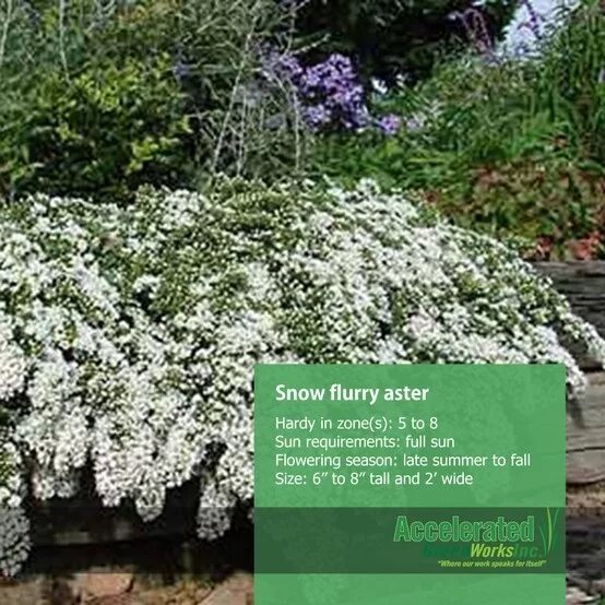Aster ericoides 'Snowflurry' Produkt