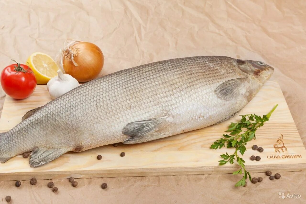 Омуль белорыбица. Северная рыба муксун. Сиг муксун. Пелядь нельма. Рыбы семейства лососевых с белорыбицей.