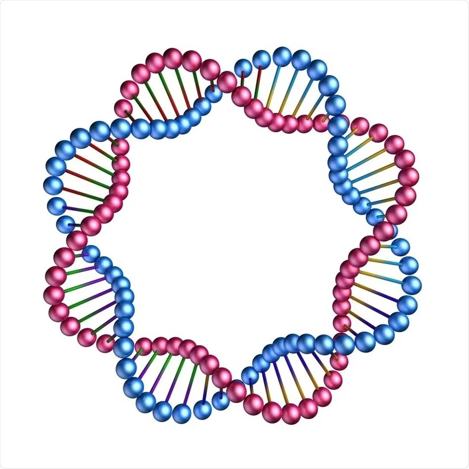 Форма кольцевой днк. Цепочка ДНК. Кольцевая цепочка ДНК. Кольцо ДНК бисер. Кольцевая молекула ДНК.