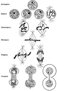 Фазы митоза животной клетки
