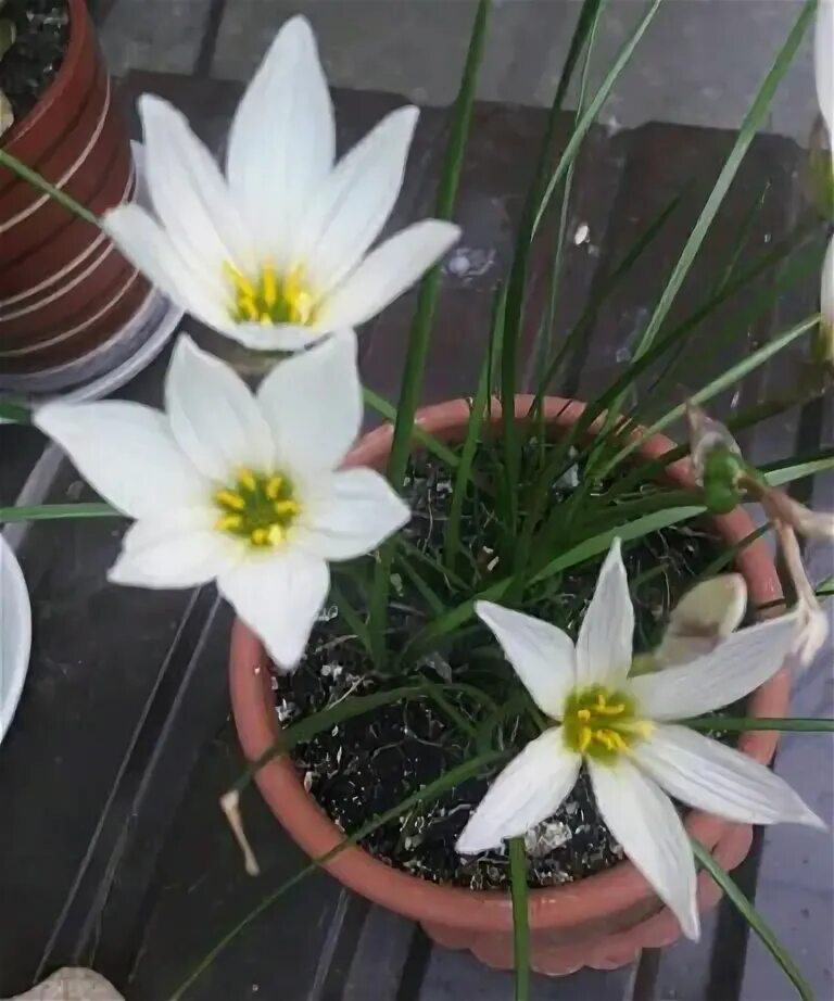 Зефирантес / Zephyranthes - "Одни из любимчиков. " отзывы