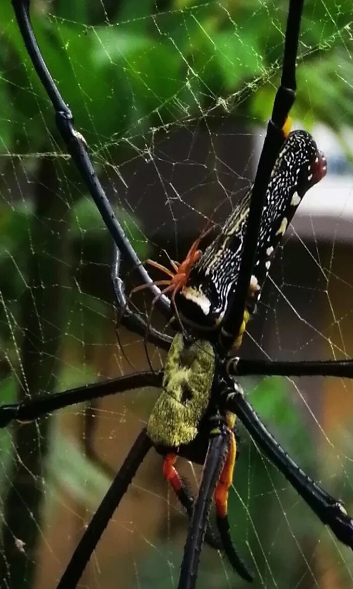 Пауки в тайланде. Nephila maculata паук. Кругопряд Нефила. Nephila самец. Паук кругопряд Таиланд.