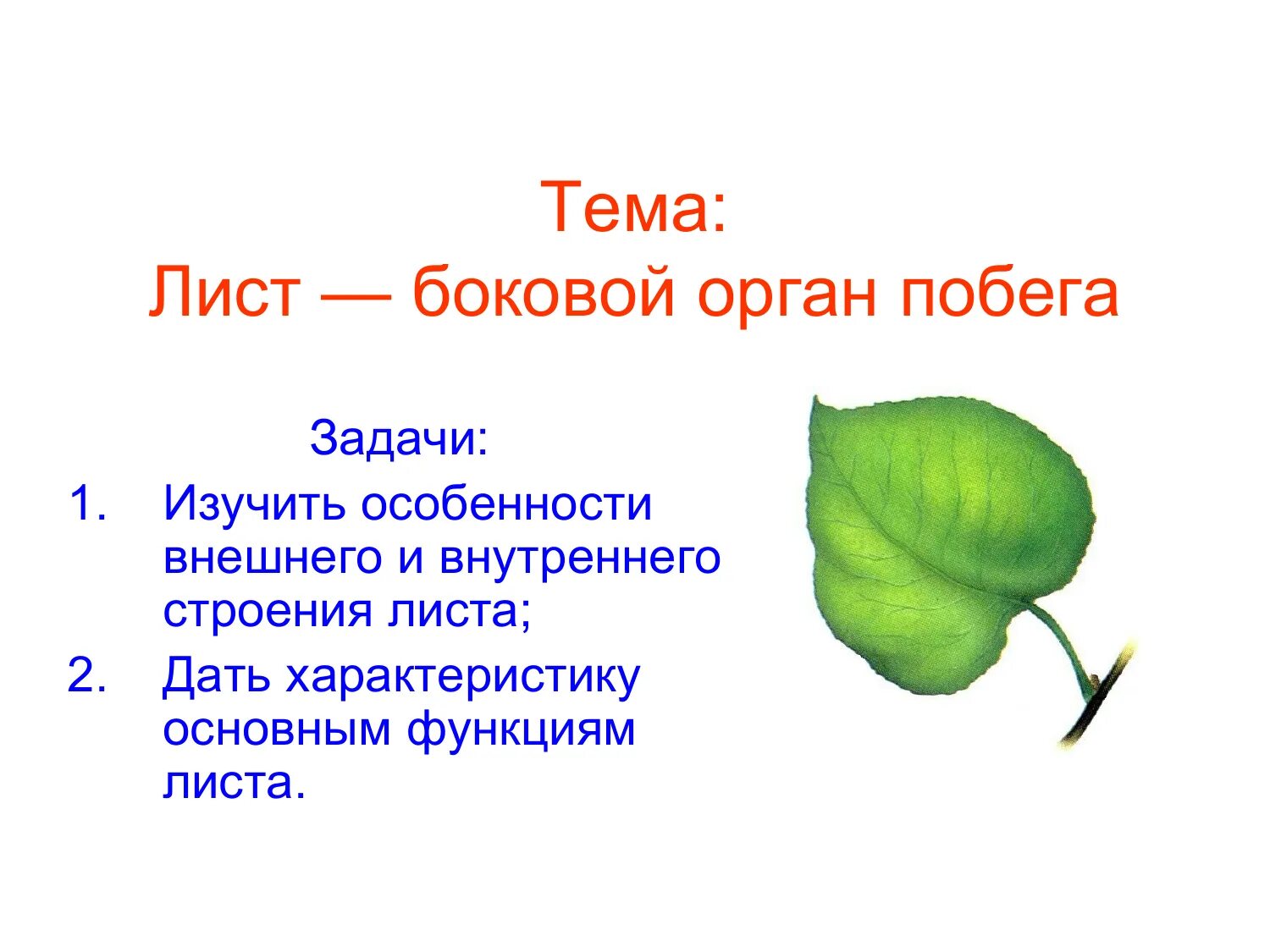 Биология 6 класс функция листьев. Внешнее строение листа. Лист боковой орган побега. Внутреннее строение листа. Структура листа.