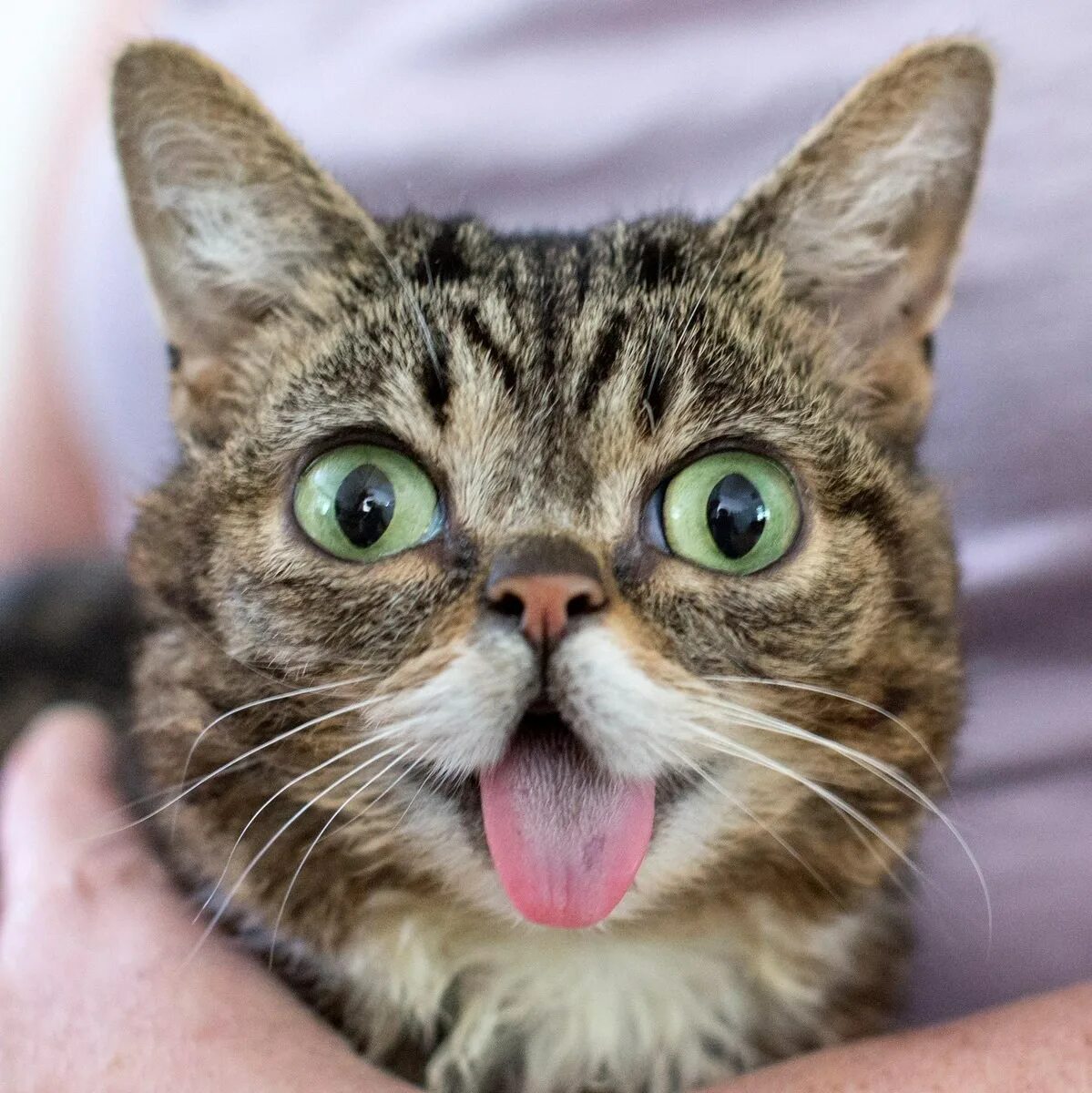Кот пузырь. Lil bub кошка. сопливый кот. кот с пузырем.