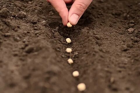 Время пригодное в египте для посева семян