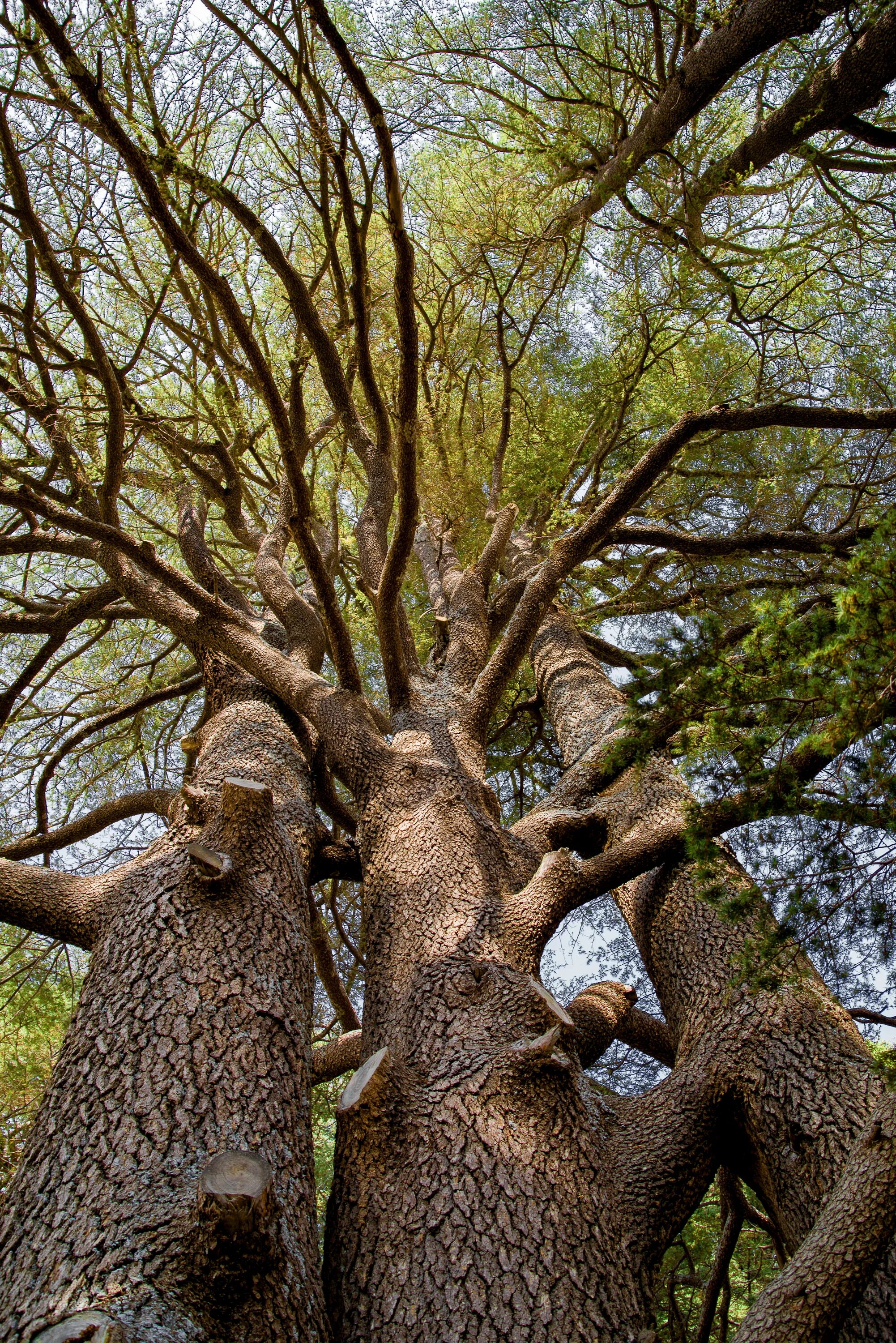 Деревья натура. Ливанский кедр лес. Ливанский кедр древесина. Дерево (древний кедр) ТЕСО. Кедр ствол дерева.
