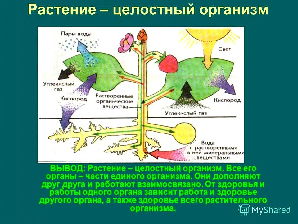 Растение целостный организм. Взаимосвязь органов растения. Взаимосвязь частей растения. Растительный организм Живая система. Тема по биологии растения города