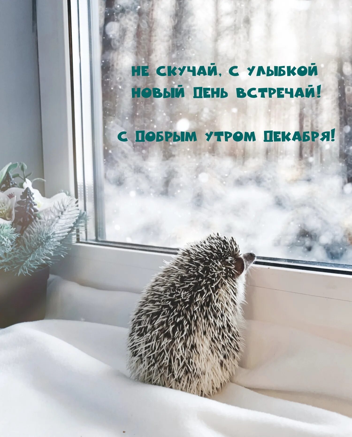 Доброе утро декабря прикольные. Доброе утро декабря прикольные