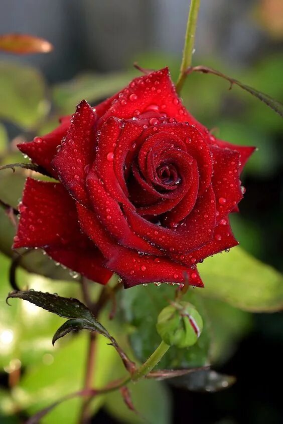 Красивые розы. Самые красивые розы. Светок фото