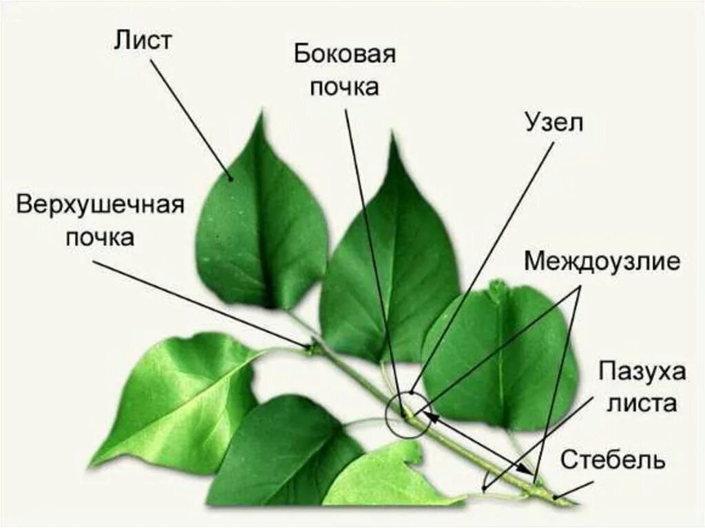 Из чего развиваются листья ветви и цветы