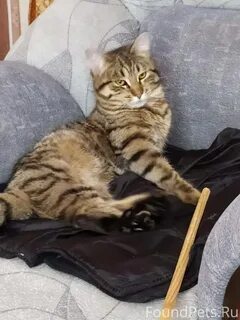 Годовалый кот