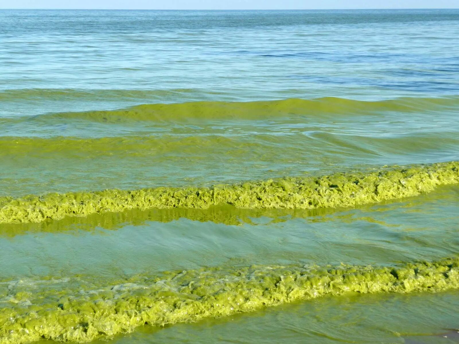 Цветущие водоросли. Водоросли Балтийского моря. Озеро Эри. Водоросли озера Эри.