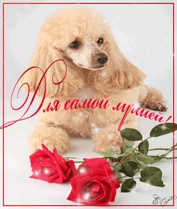 С днем рождения пудель. Пудель с цветами открытка. Открытка с пуделем. Пудель малинуа. Собачка в колпачке.