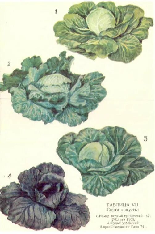 семейство крестоцветные плод. капуста белокочанная и пастушья сумка. капуста белокочанная и пастушья сумка. капуста белокочанная и пастушья сумка относятся к семейству. редька дикая семейство крестоцветные.