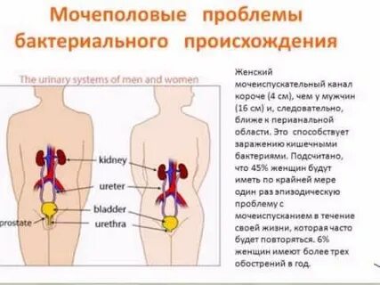 Мочевыделительная система проблемы