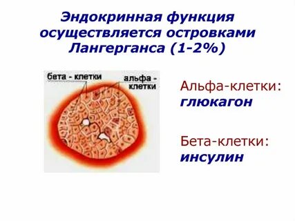 Функции бета клеток