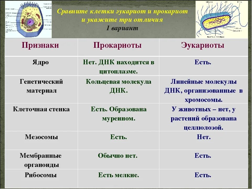 Разница в строении