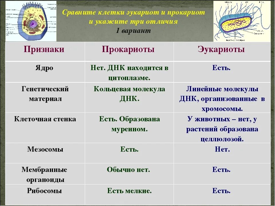 Эукариоты сравнение. Сравните клетки прокариот и эукариот. Общие черты организации прокариот и эукариот. Сравните строение клеток прокариот и эукариот. Отличие клеток прокариот и эукариот.