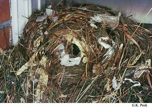 прочитайте спишите изменяя форму каждого слова из скобок. много мест гнезд коров рыб. много мест гнезд коров рыб. рыба корова топор. озерная корова рыба.