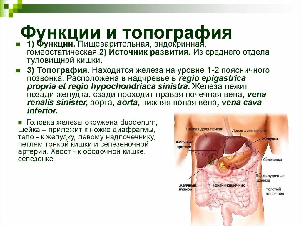 Какие железы расположены в брюшной полости. Тонкая кишка строение отделы топография функции. Строение и топография Толстого кишечника. Толстая кишка топография отделы строение. Тонкая кишка топография строение функции.