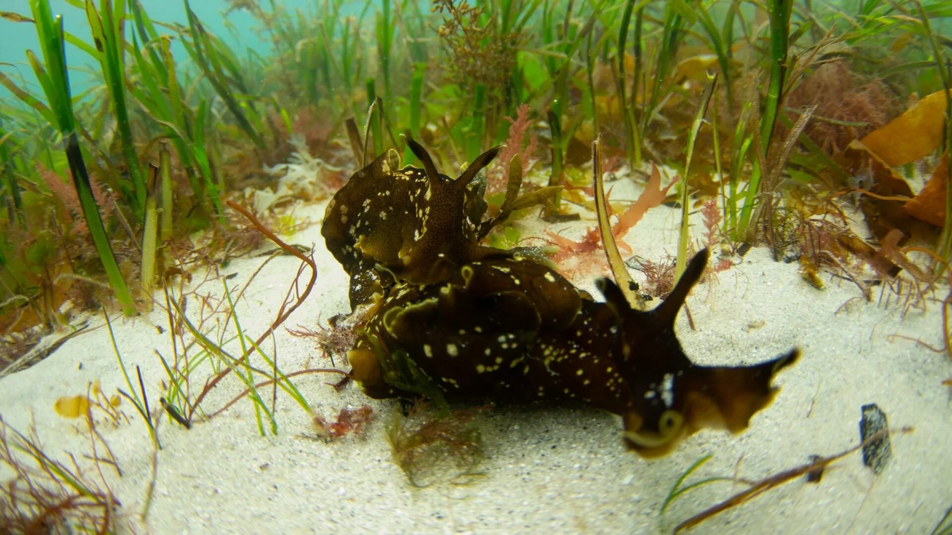 Морской заяц Aplysia. Чёрный морской заяц (Aplysia Vaccaria). Морской заяц моллюск аплизия. Аплизия морской заяц фото.