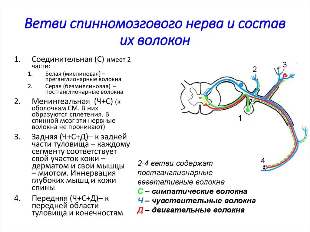 Схема образования сплетений спинномозговых нервов. Образование и ветви спинномозговых нервов. Схема образования сплетений и спинномозговых нервов ветви. Схема спинномозгового нерва и его ветвей.