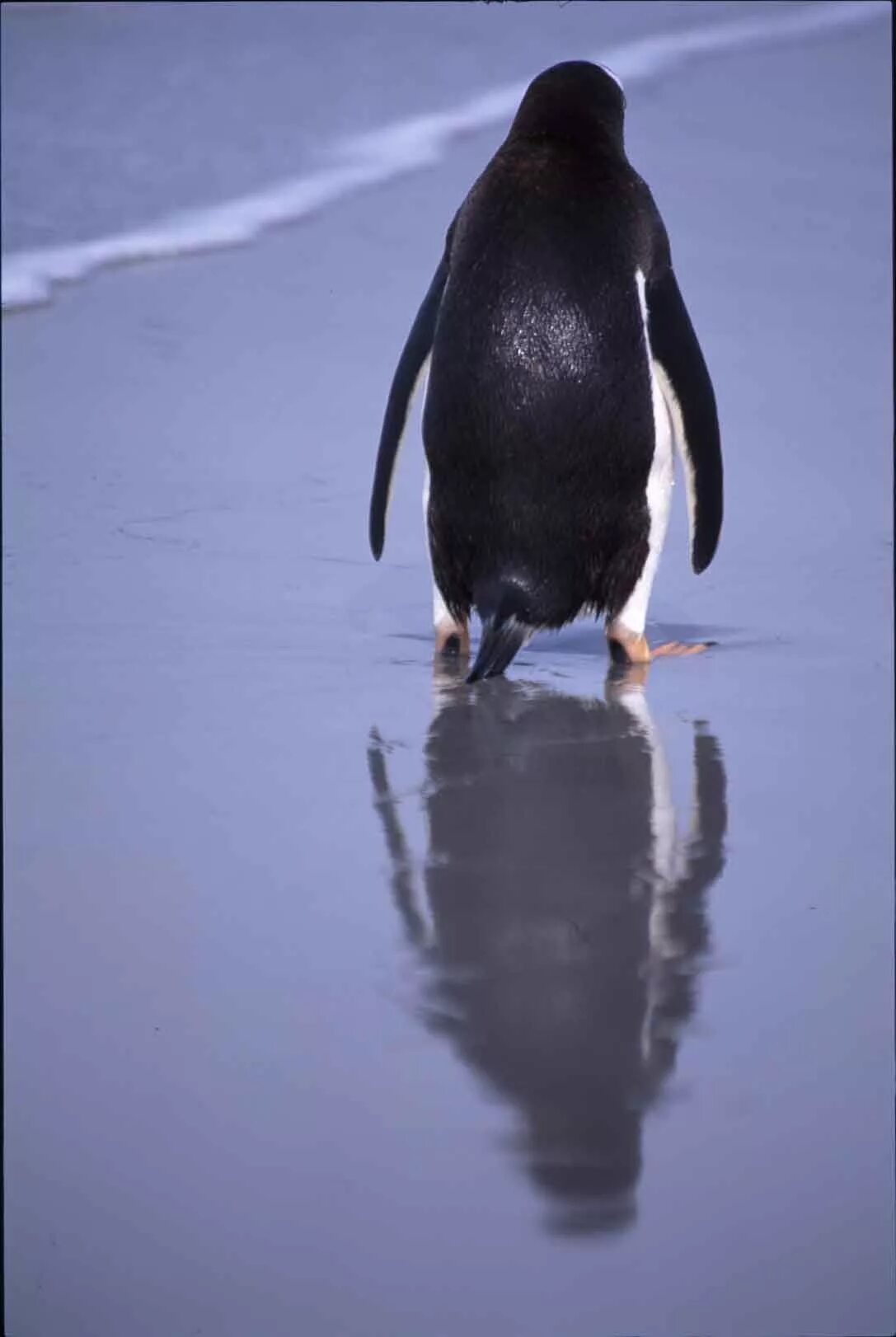 Хвост пингвина. Дженту пингвин. Пингвин со спины. Пингвин адели. Пингвин на спине.