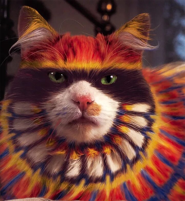 Какова цвета кошка. Разноцветная кошка. покрашенные коты. кошку покрасили. странные коты.