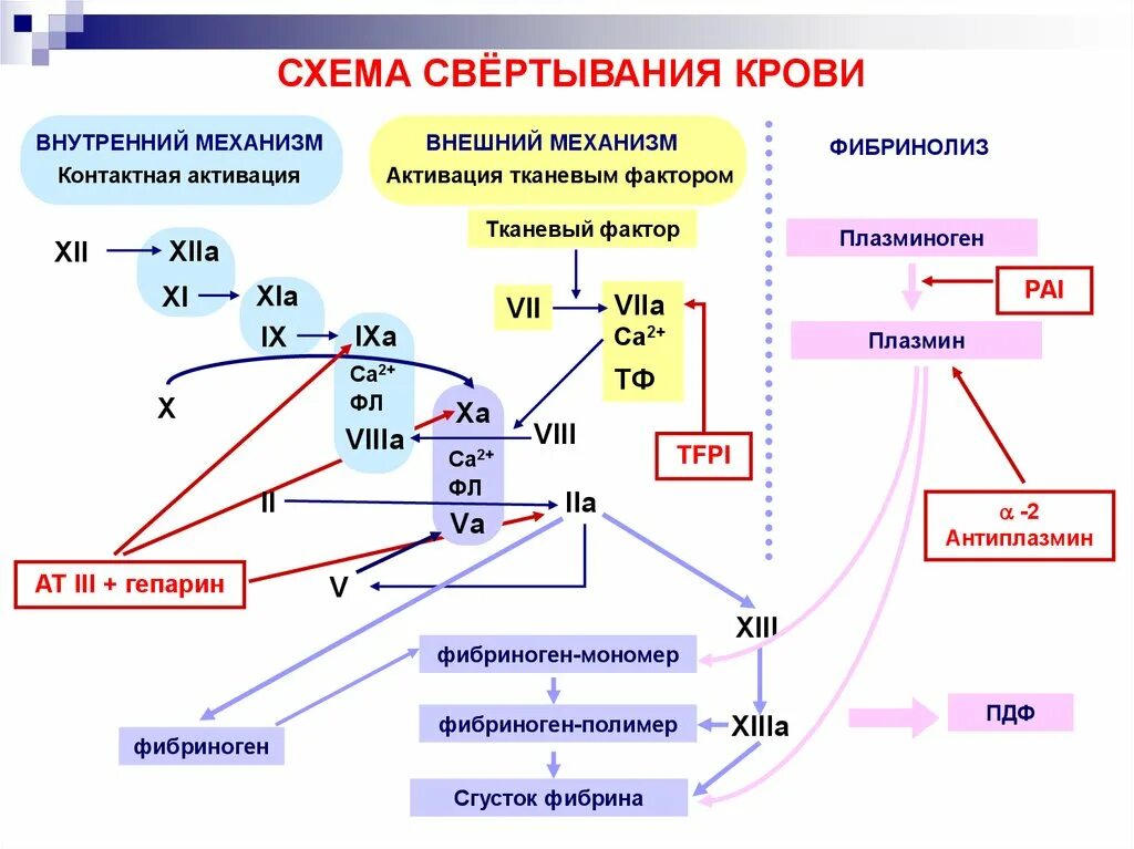 Функция свертывания крови выполняют. Система свертывания крови схема. Схема взаимодействия факторов свёртывания крови. Факторы свертывания крови схема. Схема основных реакций активации свертывания крови.