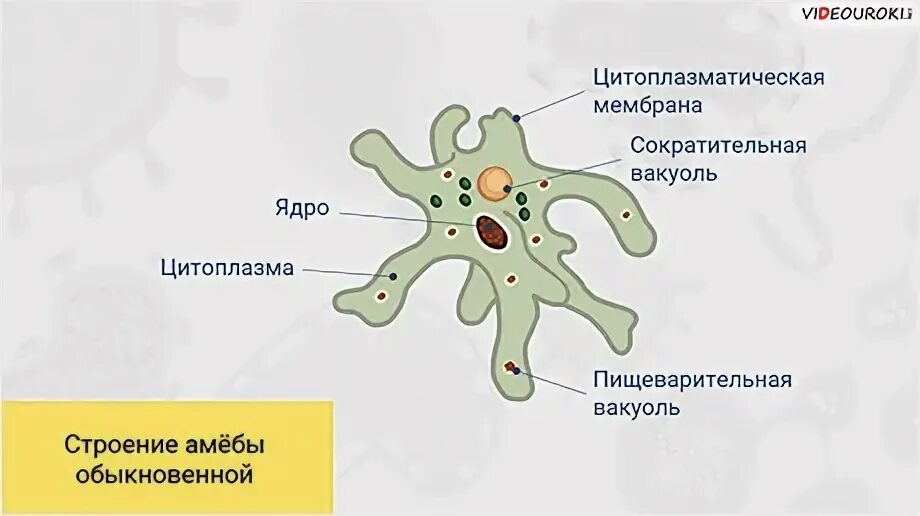 Сократительная вакуоль у амебы. Строение сократительной вакуоли амебы. Сократительная вакуоль у амёбы. Строение амебы функции сократительной вакуоли. Сократительная вакуоль амебы строение.