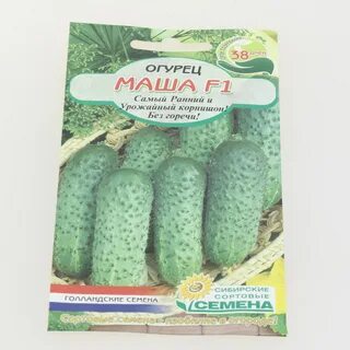 Огурец маша описание