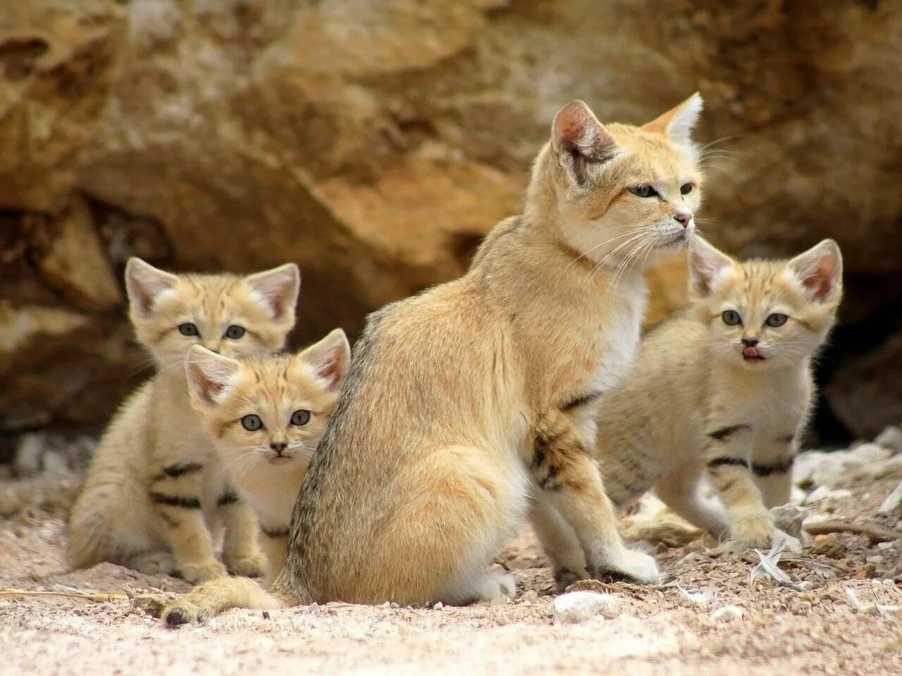 Как выглядит взрослая кошка. Барханный кот. барханная кошка котята. пустынный барханный кот. песчаная барханная кошка.