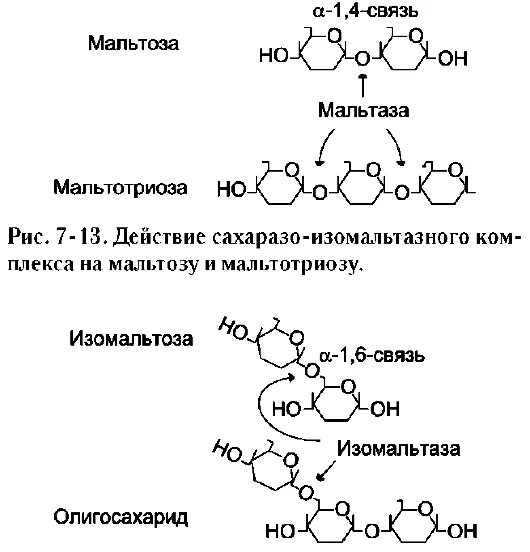 Мальтоза и реактив фелинга. Амилаза расщепляет крахмал. Мальтоза функции. Мальтаза фермент. Сахароза изомальтазный комплекс.