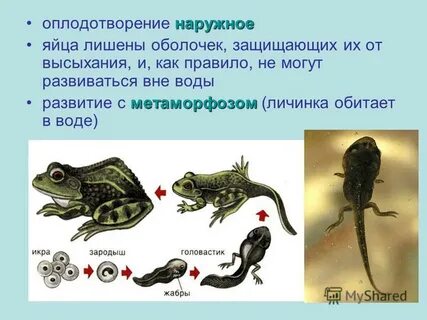 Кожное дыхание имеется у