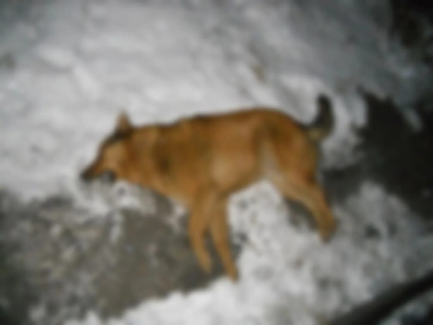 Как выглядит мертвая собака Sicko freezes his pet dog to death by dousing her in water and leaving her out i