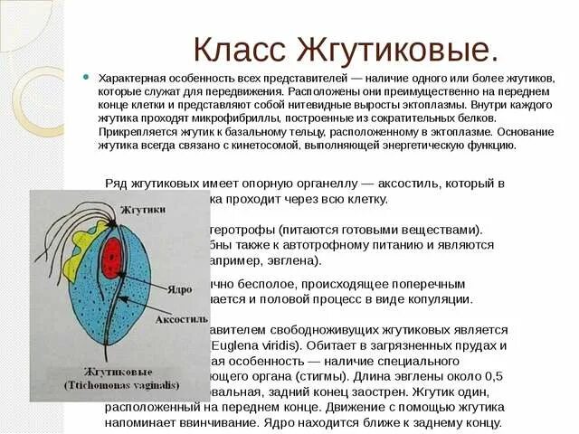 Представителем класса жгутиковые является. Особенности строения жгутиковых. характерные признаки жгутиковых. общая характеристика жгутиковых. класс жгутиковые общая характеристика.