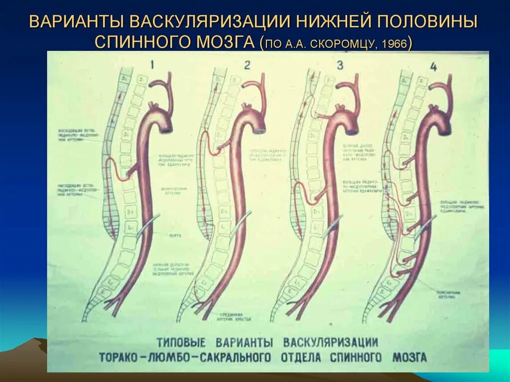 Кровоснабжение межпозвоночных дисков. Филогенез спинного мозга. Кровоснабжение спинного мозга. Этапы эволюции спинного мозга. Кровоснабжение спинного мозга схема.